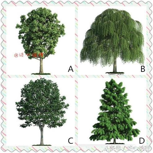 心理测试：四棵树选一个，测试你心中最在乎的是谁？