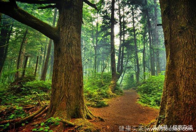 心理测试：这一片树林哪个最容易迷路，测出你内心在害怕些什么！