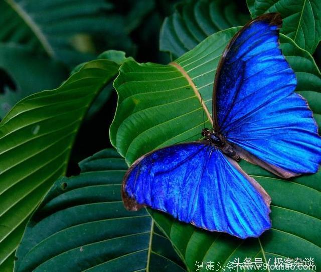 心理测试：选一只上面带有“毒素”的蝴蝶，测出你有多狠辣！