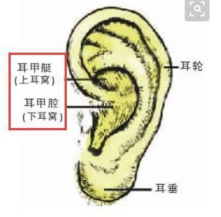耳朵上面有个肾开关，每天拉耳5分钟，强肾健体也轻松！