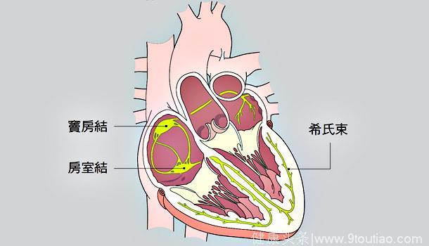 心跳太慢或太快，可能致命？心脏究竟能把你怎么样？