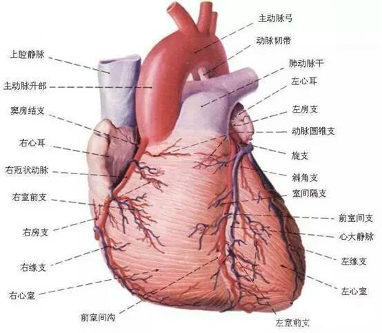 一文让您读懂什么是冠心病、心绞痛、心肌梗死