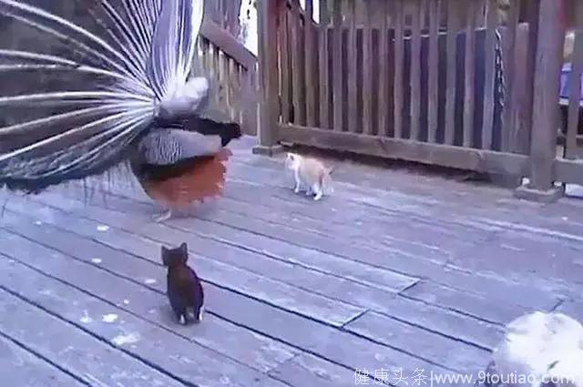 孔雀开屏向猫咪炫耀自己的“花衣裳”，下一秒却惨遭拔毛！