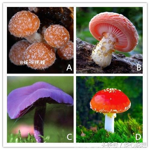 心理测试：四个蘑菇哪个有毒，测试你在爱情中会犯哪些低级错误？
