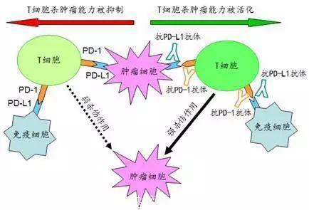PD-L1三篇长文！癌症免疫治疗到底是肿瘤细胞还是宿主免疫细胞表达的PD-L1起作用？