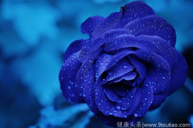 心理测试：选一朵最妖艳的玫瑰花，测你爱情中最致命的是什么
