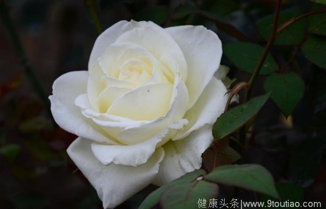 心理测试：选一朵最妖艳的玫瑰花，测你爱情中最致命的是什么