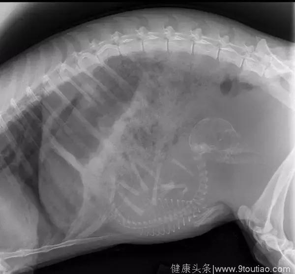 17种动物怀孕期间的X光照片