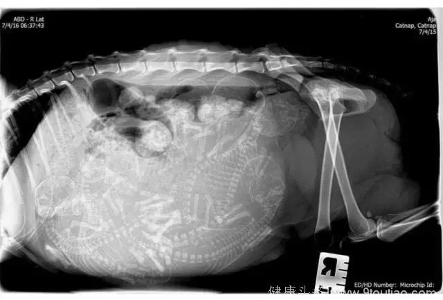 17种动物怀孕期间的X光照片