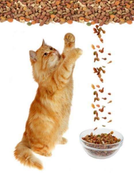 贵族猫咪应该吃哪种猫粮