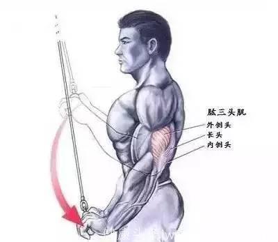 健身房器常见器械锻炼肌肉群—手臂，腰腹