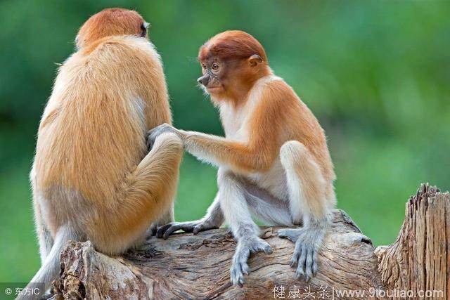 三只猴子吃香蕉的实验:社会规范的起源