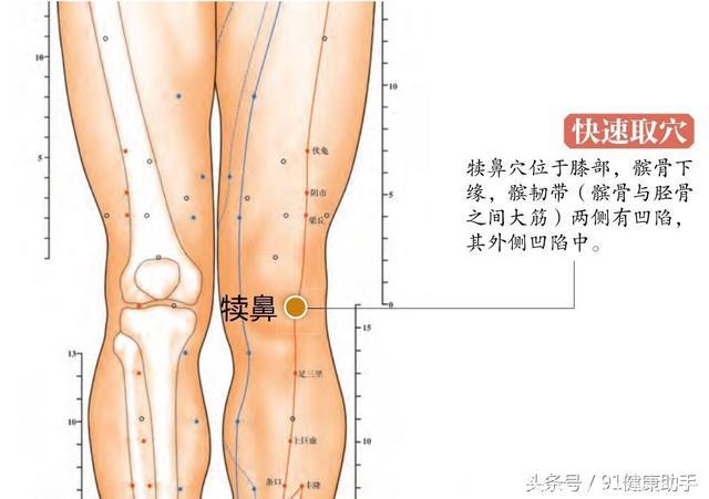 穴位养生｜膝关节痛、不能久站、下肢麻痹、脚气、水肿按犊鼻穴