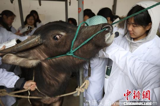 中医针灸走进南京农业大学课堂“从牛开始”