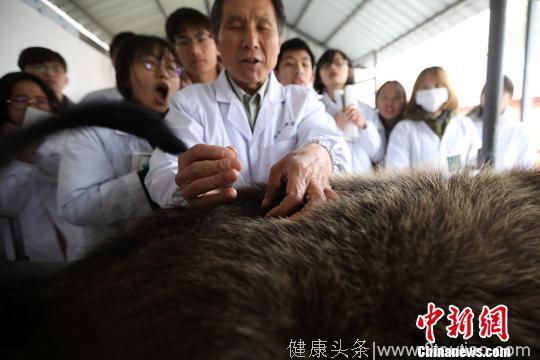 中医针灸走进南京农业大学课堂“从牛开始”