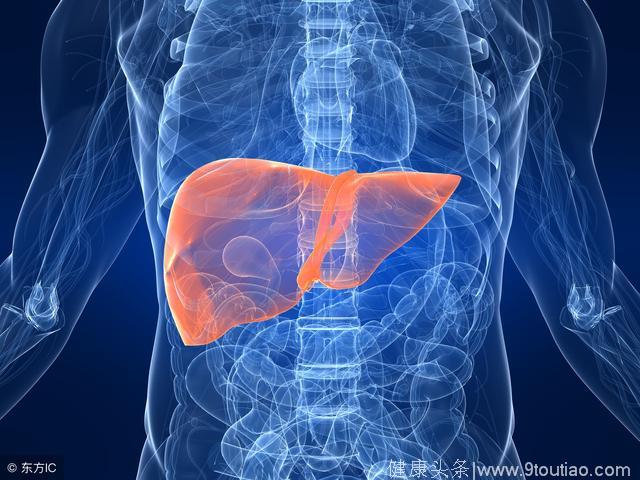 从“脂肪肝”到“肝癌”只有四步，你的肝脏该减肥了！