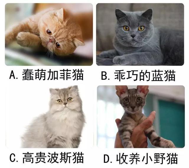 扎心测试：选择一只猫，测试你为什么脱不了单！
