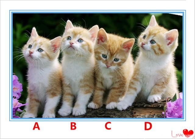 超准心理测试：4只猫选一只，测你在异性眼中是怎样的人？