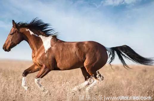 心理测试：3匹马你觉得哪个是千里马？测出你生命中的贵人会是谁