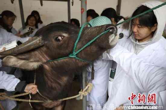 南京农业大学开设中兽医学课程：学习给牛针灸