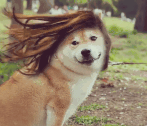 在这个脱发的时节，如何让你家狗狗美美哒？