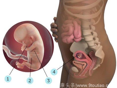 宝宝成长知多少：了解孩子，从受精卵开始