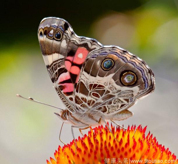 心理测试：4只蝴蝶哪一只是假的，测你的内心虚伪程度
