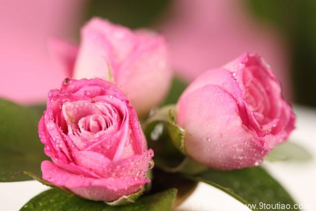 心理测试：选一朵你认为最香的玫瑰花，测你的爱情什么时候开始