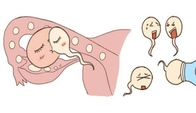 为何有些人有排卵却还不怀孕? 不是没有原因是你没在意