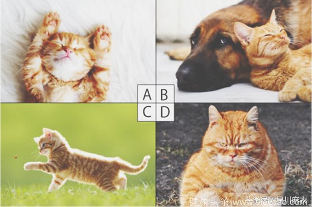 心理测试：你喜欢哪只猫咪？测试你将来能成为超级富豪吗？