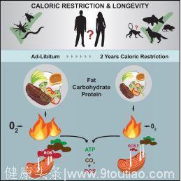 比别人更年轻的秘密！减少热量的摄入！