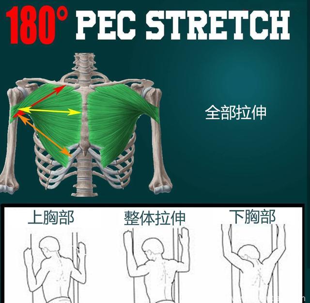 180°拉伸胸部肌肉，释放胸肌本能