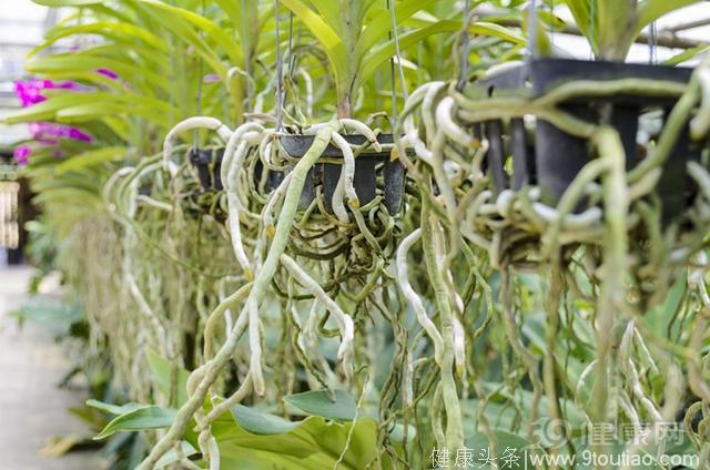 石斛凭什么被称为“救命仙草”？它能搞定7种病，包括癌症！