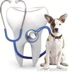 狗狗患有口腔疾病，出现牙斑牙结石，学会这2点，狗狗健康不口臭