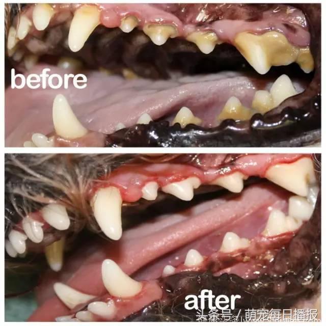 狗狗患有口腔疾病，出现牙斑牙结石，学会这2点，狗狗健康不口臭