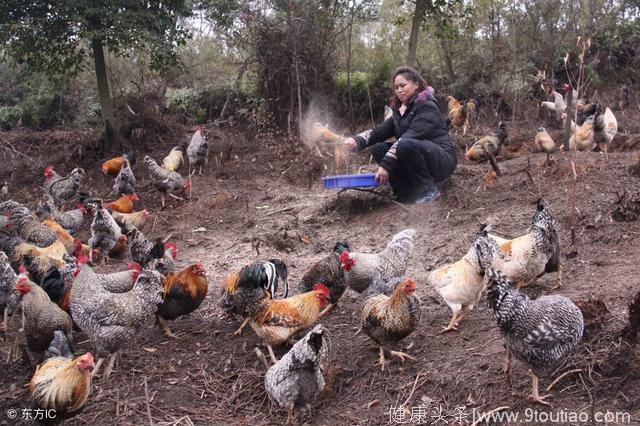 芦花鸡的每枚鸡蛋1.5元，每只鸡100元，农民应该如何养殖？