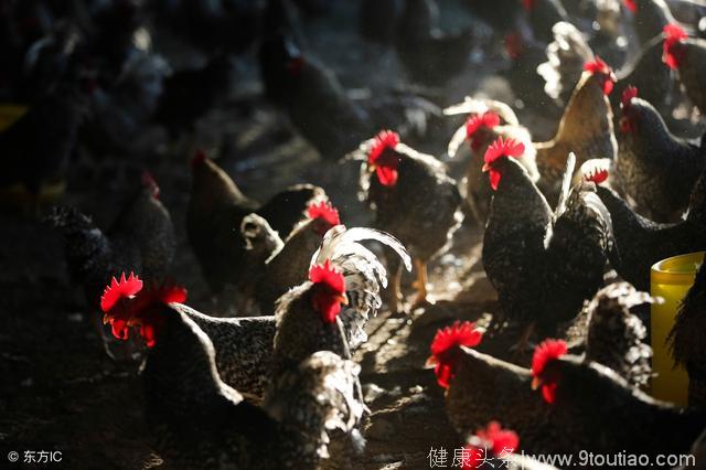 芦花鸡的每枚鸡蛋1.5元，每只鸡100元，农民应该如何养殖？