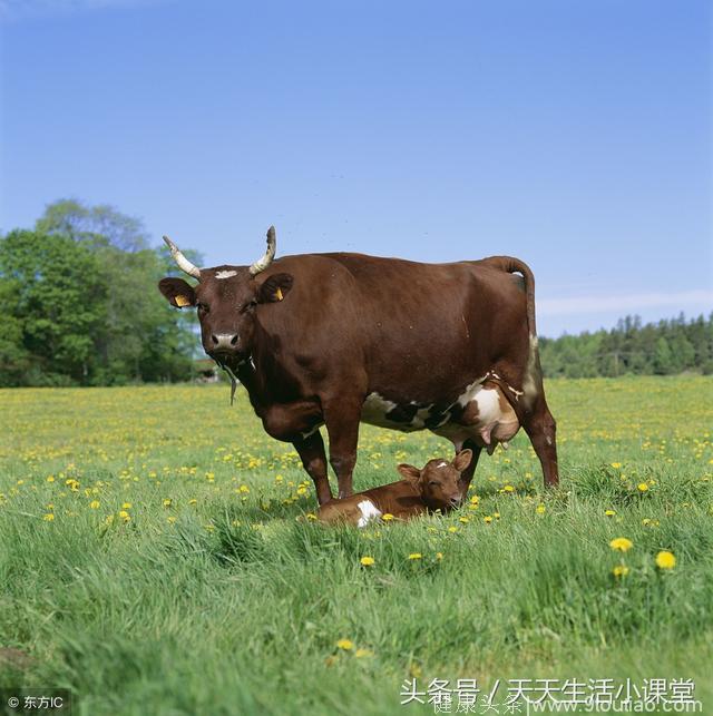 养牛了解牛的生活习惯 省草省料还长膘