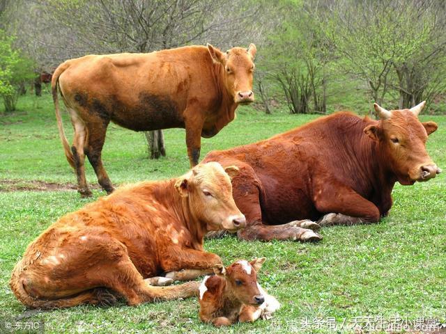 养牛了解牛的生活习惯 省草省料还长膘