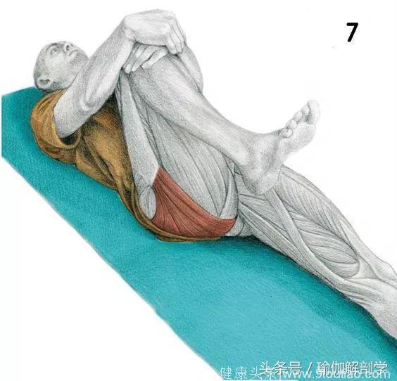 16张瑜伽基础体式解剖图，瑜伽初学者科学拉伸很重要！
