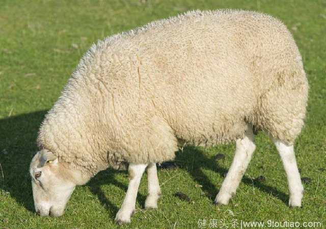心理测试：这4只羊，哪只是披着羊皮的狼？测你的智商在什么水平