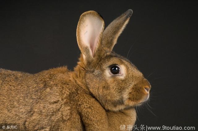 心理测试：选一只你觉得不是兔子的眼睛，测你年前有什么好事发生