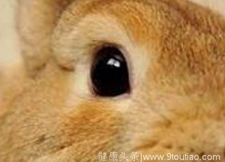 心理测试：选一只你觉得不是兔子的眼睛，测你年前有什么好事发生