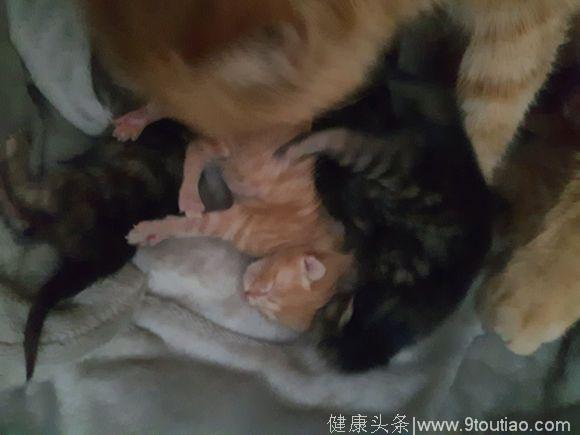 怀孕的流浪猫一路尾随自选猫奴回家，十小时后让她当5个孩子外婆