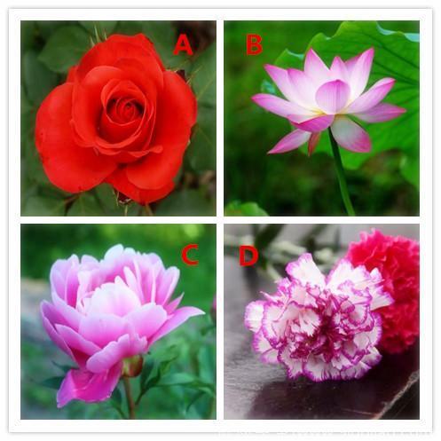 心理测试：选一朵代表生活的花朵，看你心里重视什么？