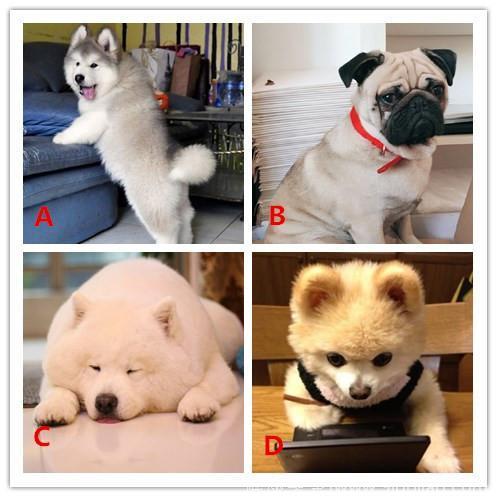心理测试：选择一只萌狗，看你身上有哪些可爱的品质？