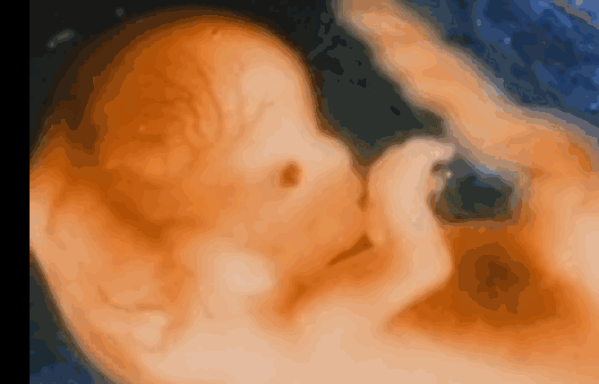 宝宝在妈妈肚子里都在做什么？胎儿子宫内发育全过程，太壮观