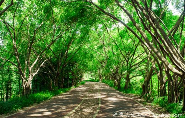 心理测试：三条森林小路你会走哪一条，测你将来会有多幸福？