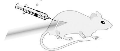 新型癌症“疫苗”年底进行人体试验 能治愈97%的老鼠肿瘤