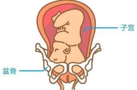 首次怀孕都不知道胎儿入盆是什么感觉，有这几种表现，就是入盆了